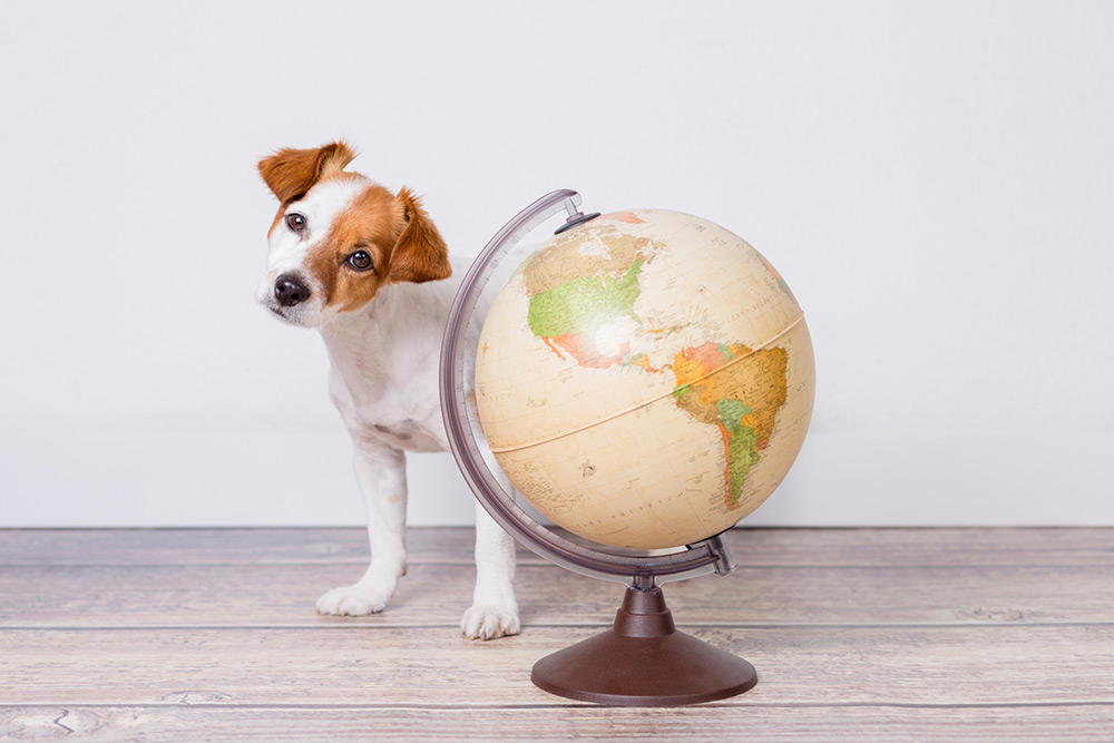 dog sat next to a globe