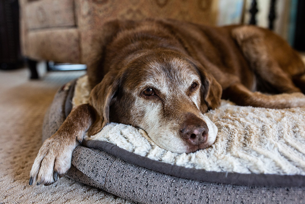 scared cat under bed