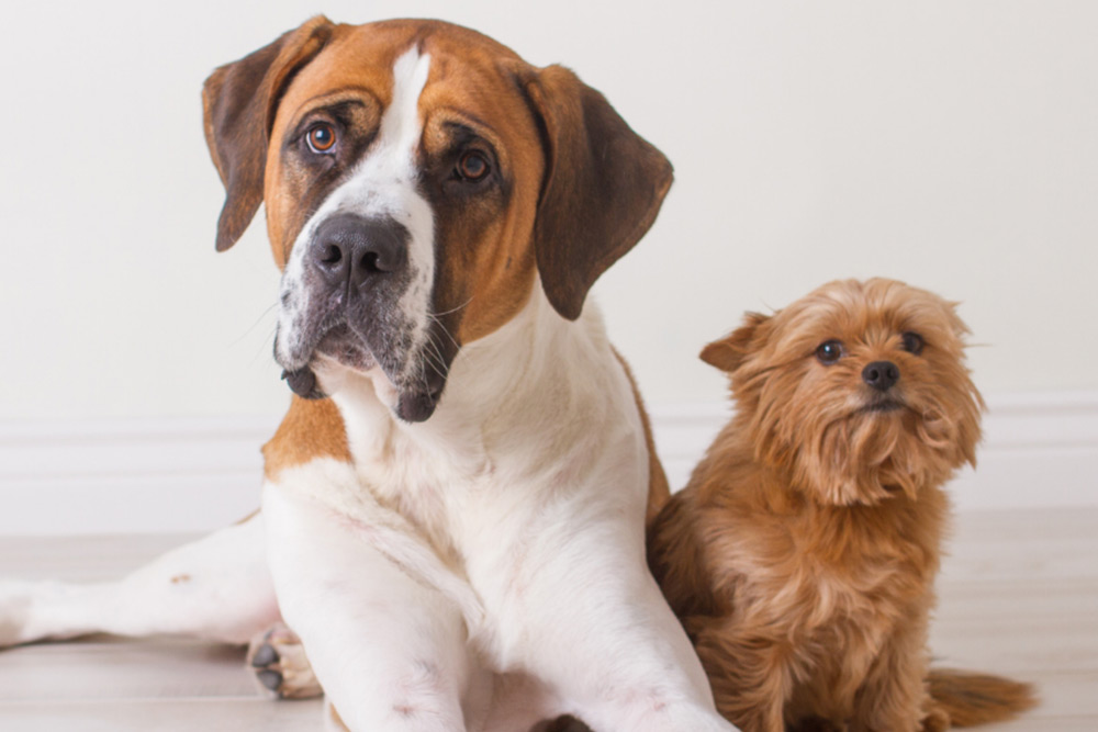 different dog breeds